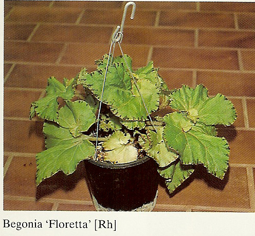 B. ‘Floretta’